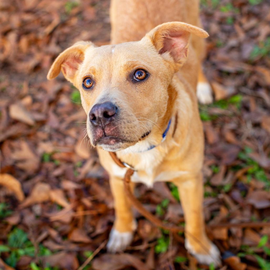 Dr. Pepper  Md thumbnail 4