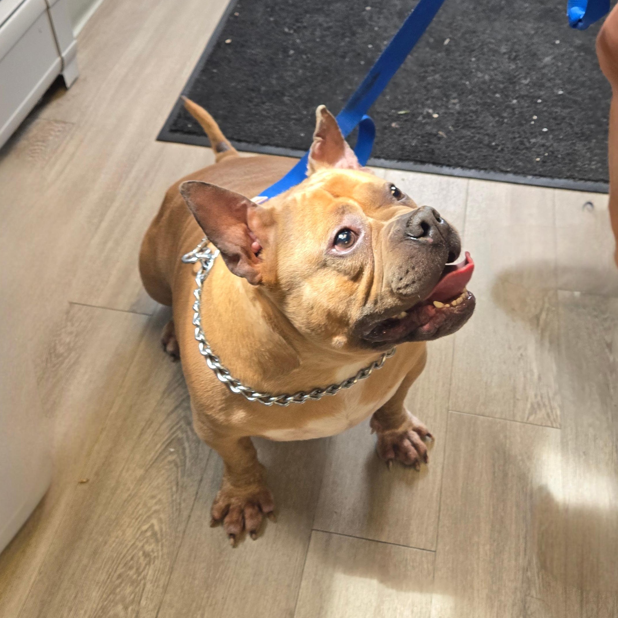 Hazel, ADOPTABLE, Adult Female French Bulldog & Pit Bull Terrier.