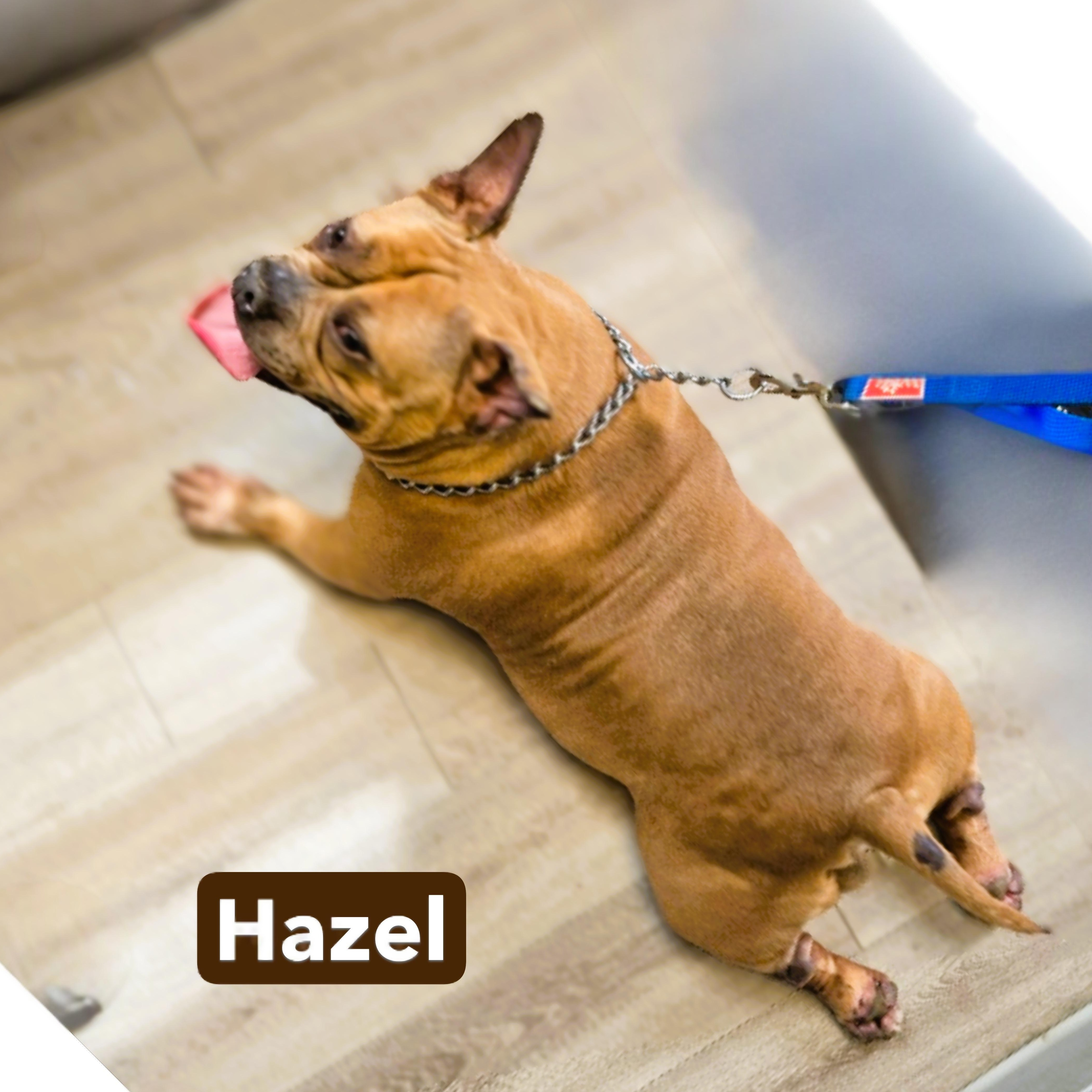 Enlarge Hazel, a ADOPTABLE mixed breed in Milford, CT image 2/3