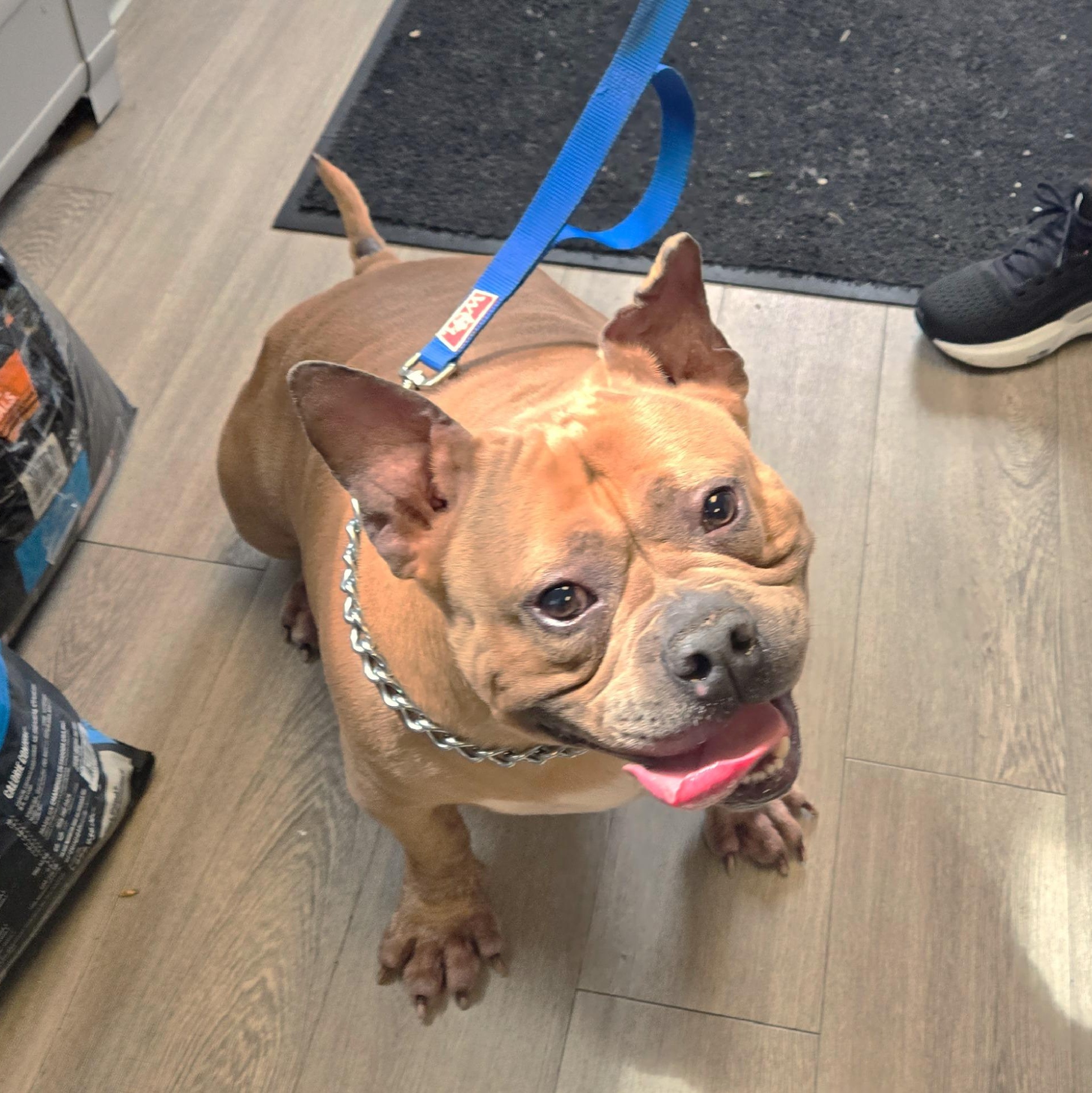 Enlarge Hazel, a ADOPTABLE mixed breed in Milford, CT image 3/3