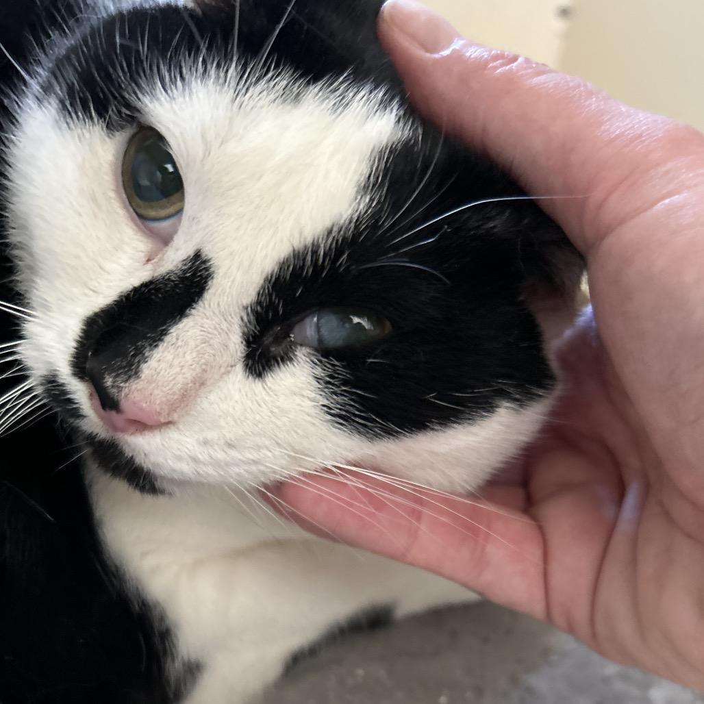 Chiyo, Adoptable, Adult Female Domestic Short Hair.