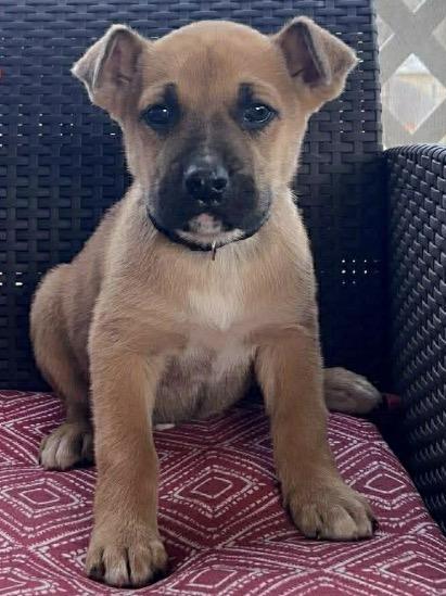 Enlarge Finnegan, a ADOPTABLE mixed breed in Arlington Heights, IL image 1/1