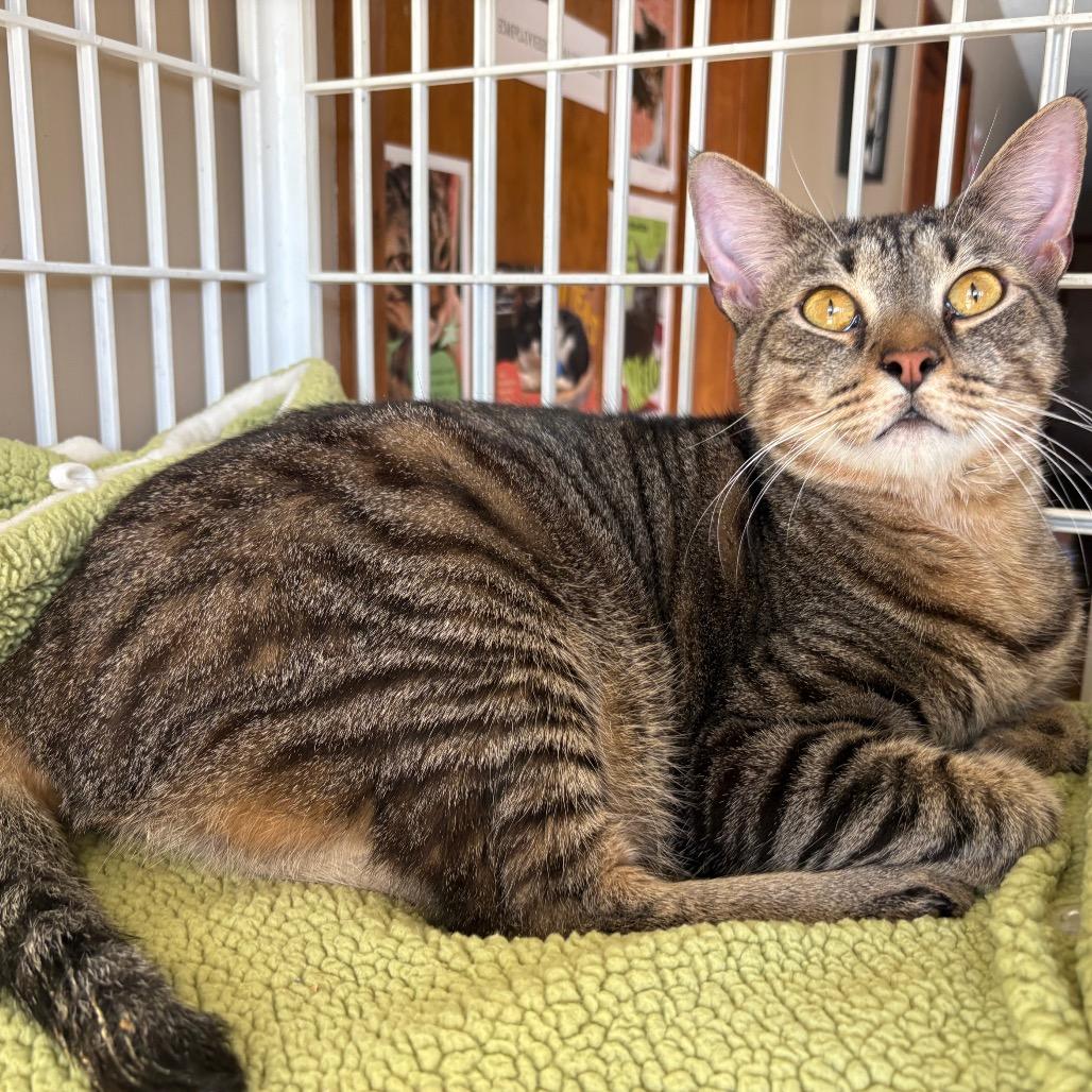 Bubba, Adoptable, Adult Male Domestic Short Hair.