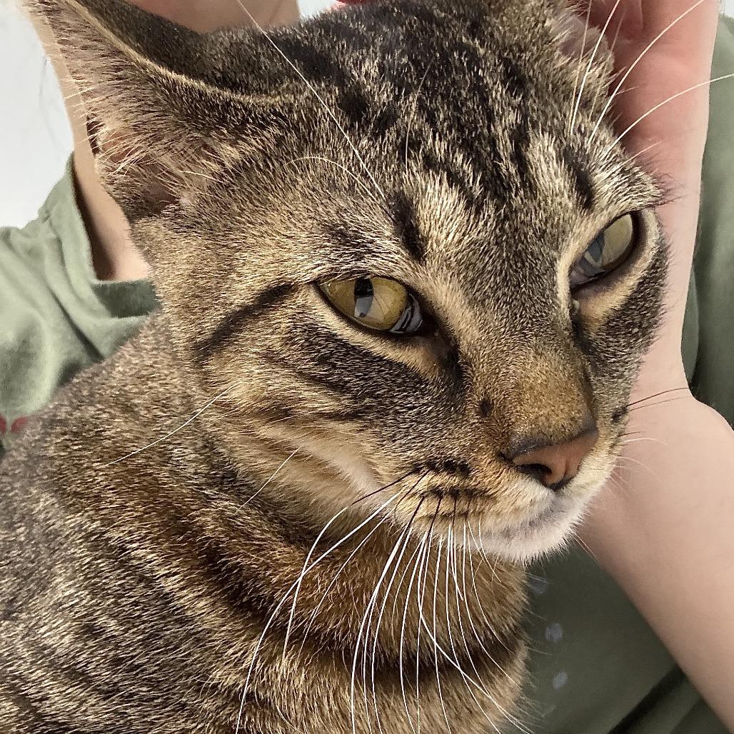 Enlarge Bubba, a Adoptable Domestic Short Hair in Valdosta , GA image 2/3