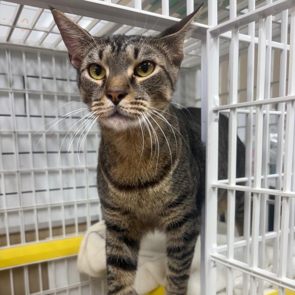 Enlarge Bubba, a Adoptable Domestic Short Hair in Valdosta , GA image 3/3