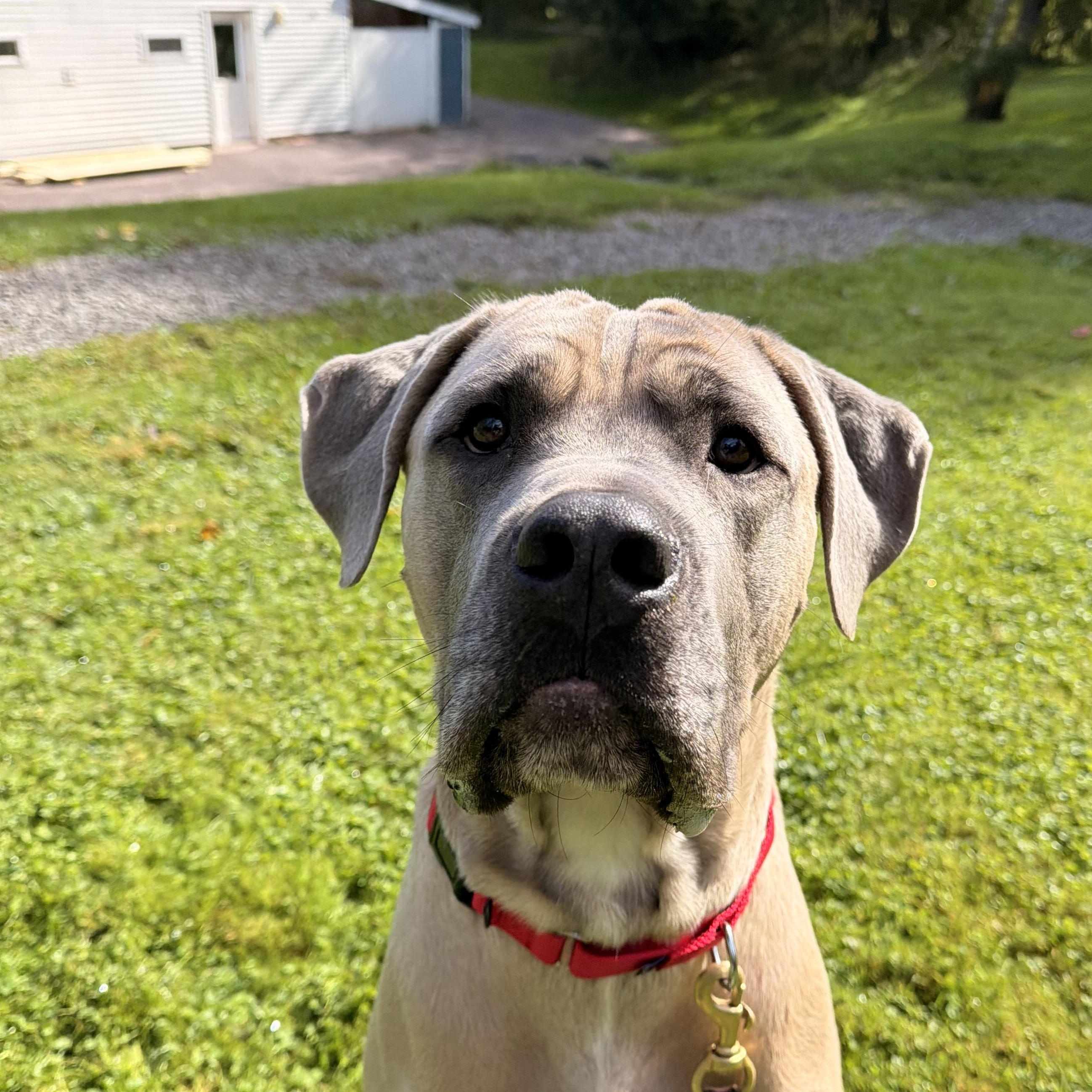 Enlarge Higgins, a Adoptable mixed breed in Honesdale, PA image 1/2