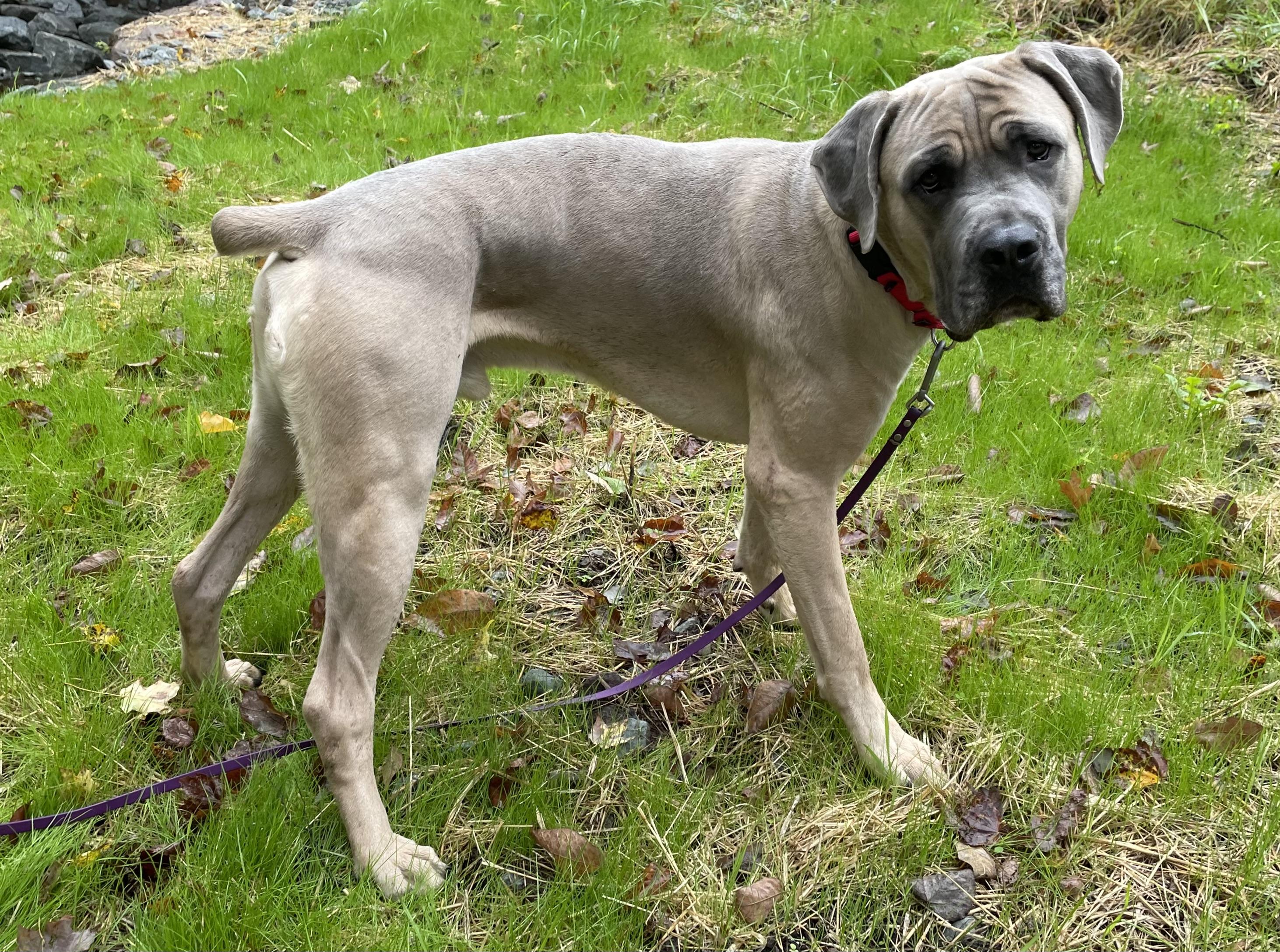 Enlarge Higgins, a Adoptable mixed breed in Honesdale, PA image 2/2