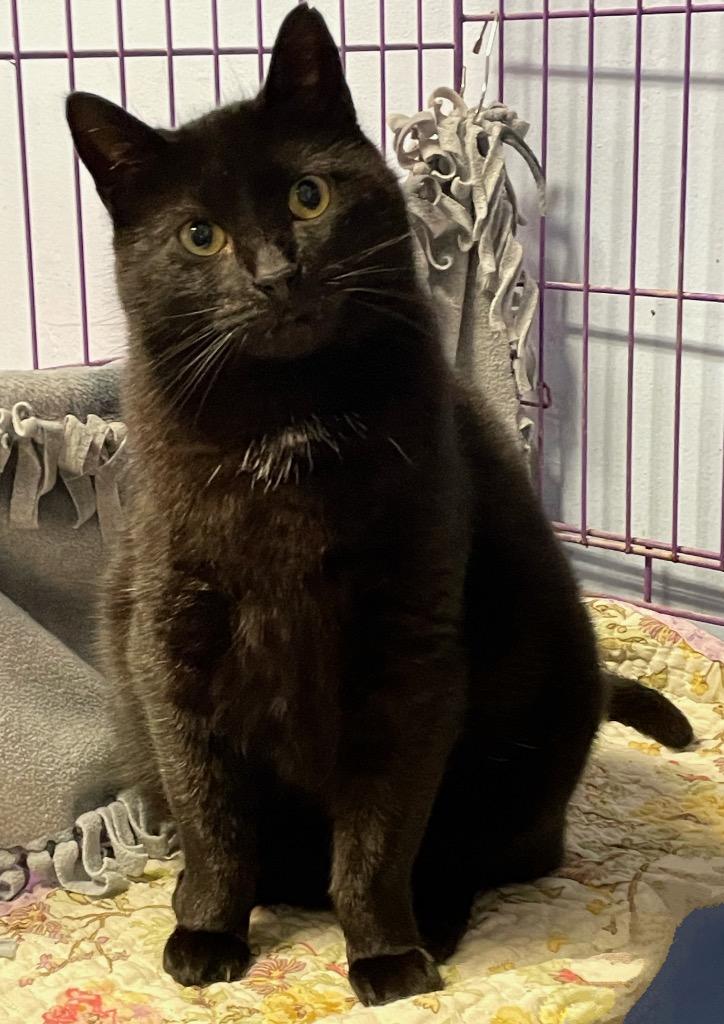 Laura, Adoptable, Adult Female Domestic Short Hair.