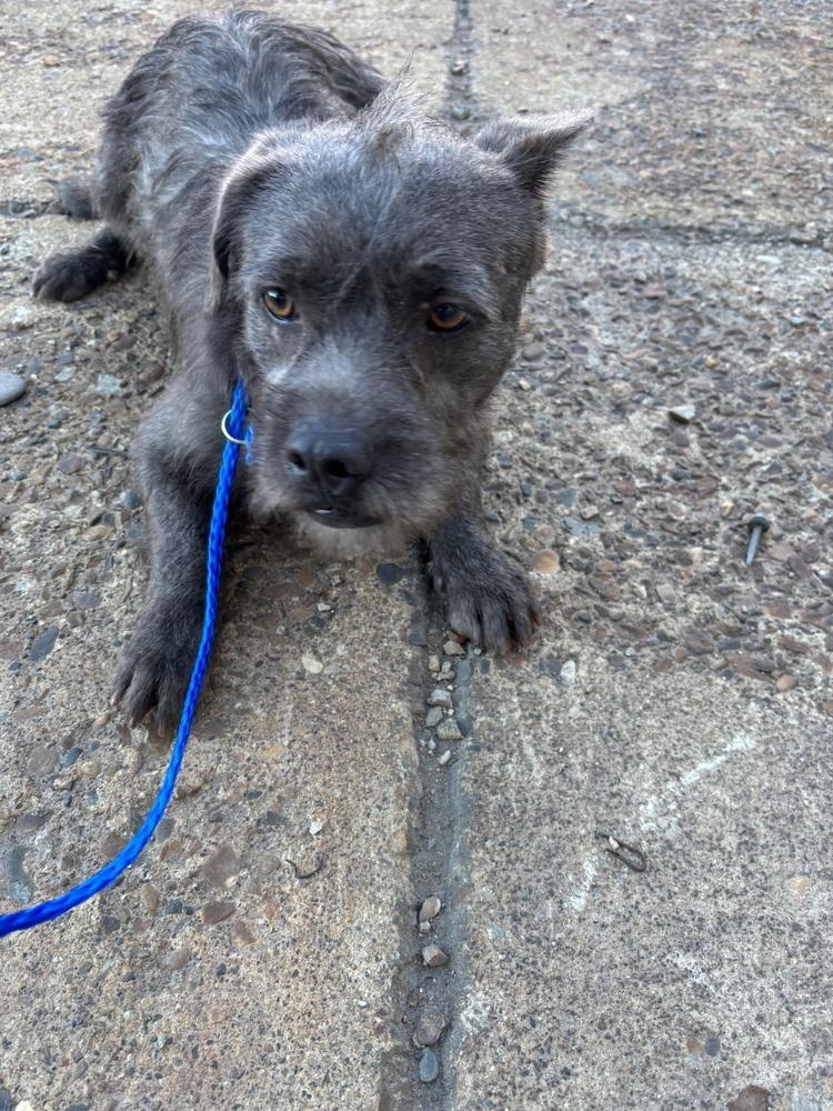 Borris, Adoptable, Young Male Brussels Griffon & Terrier.
