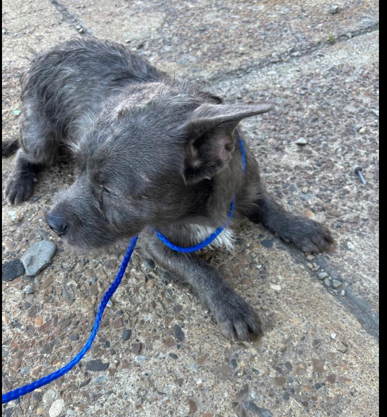 Enlarge Borris, a Adoptable mixed breed in Draper, UT image 2/2