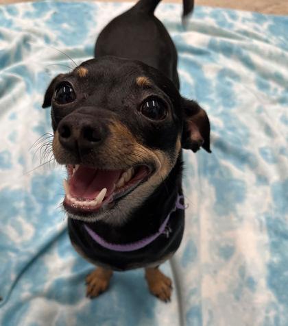Zoey, Adoptable, Adult Female Chihuahua & Mixed Breed.