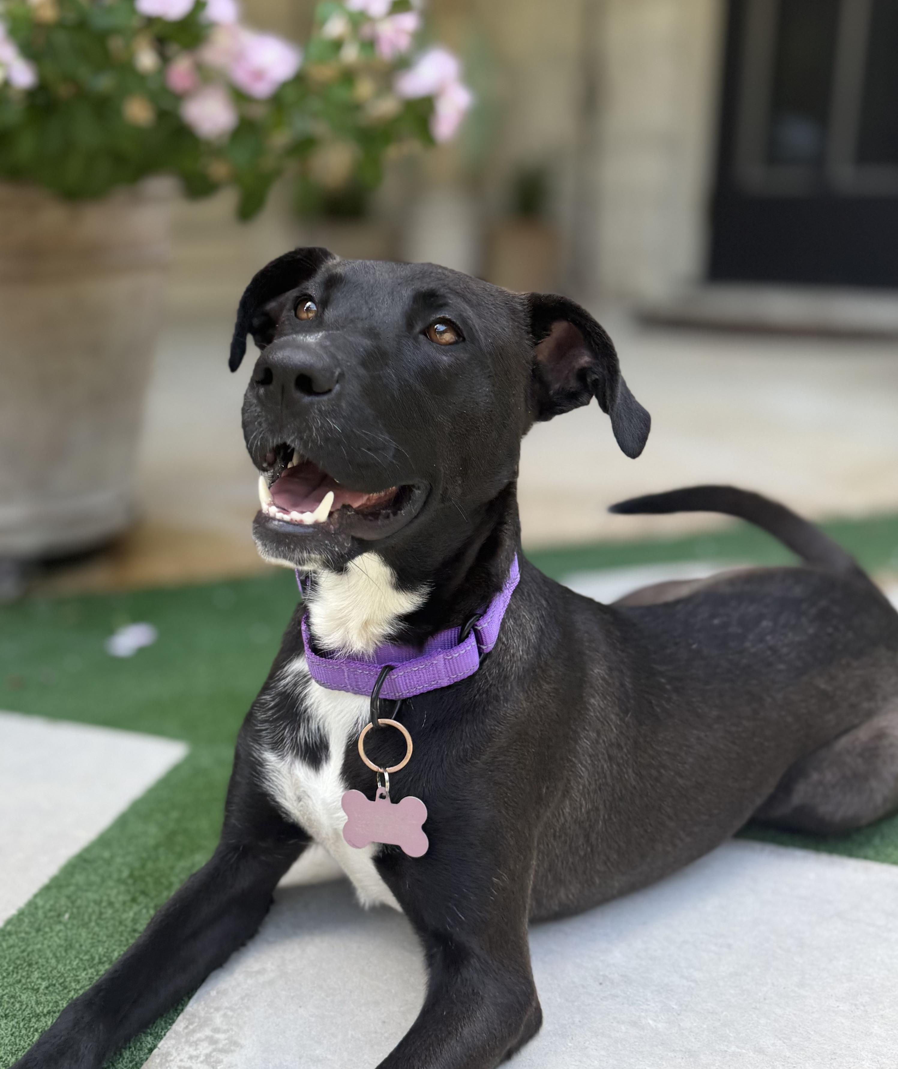 Lolita, Adoptable, Young Female Black Labrador Retriever & Mixed Breed.