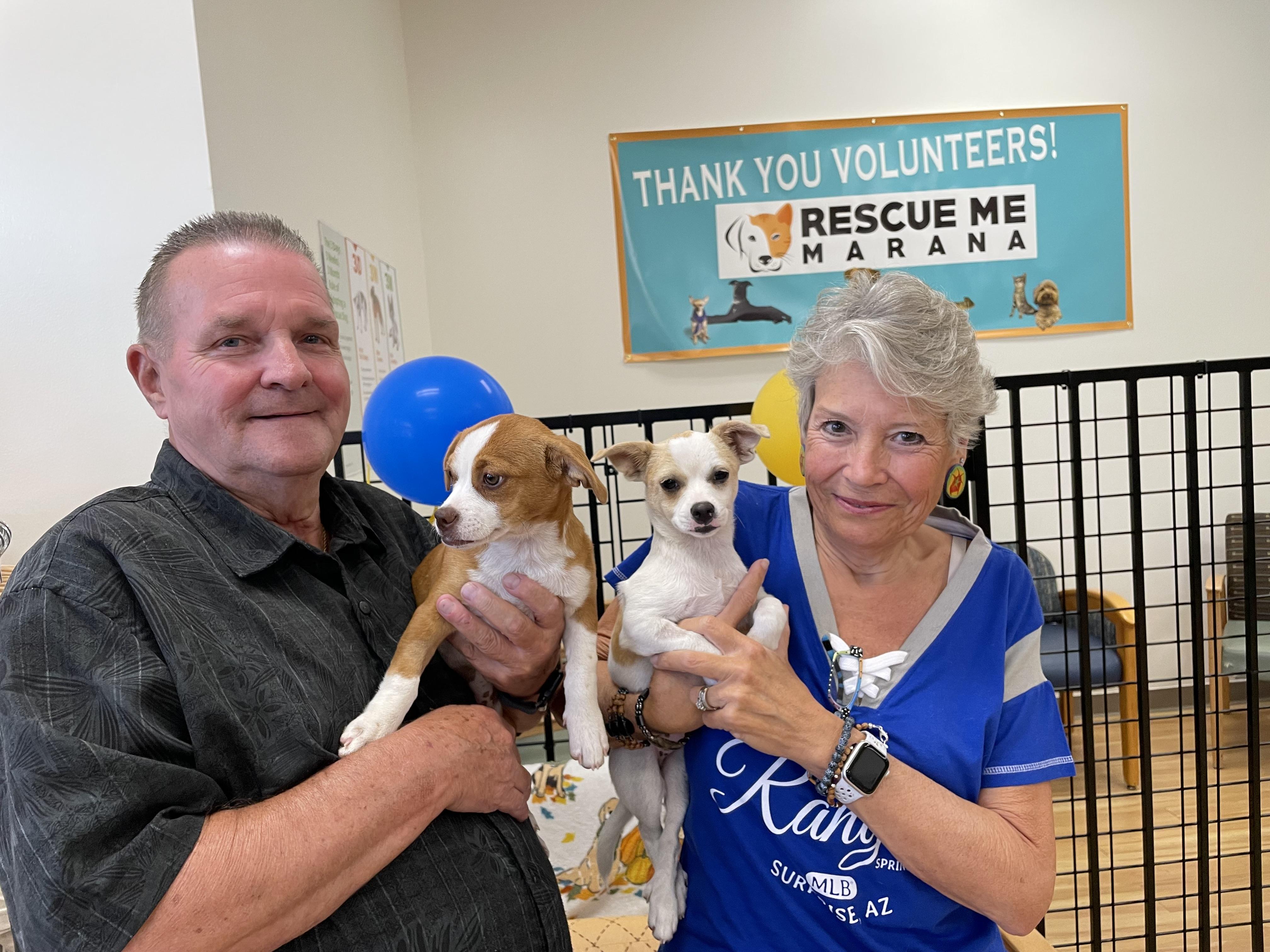 Garden girl Petunia, Adopted, Adult Female Chihuahua.