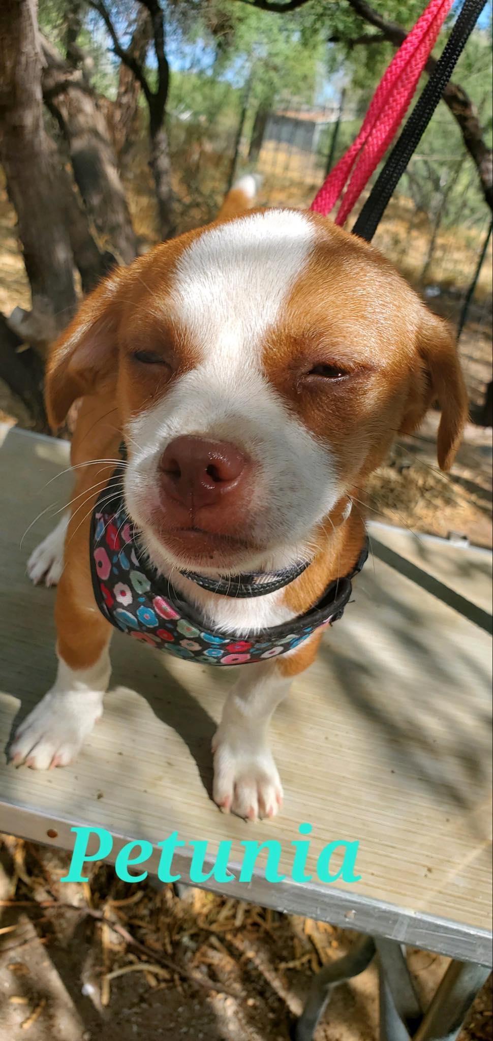 Enlarge Garden girl Petunia, a Adopted mixed breed in Tucson, AZ image 2/3