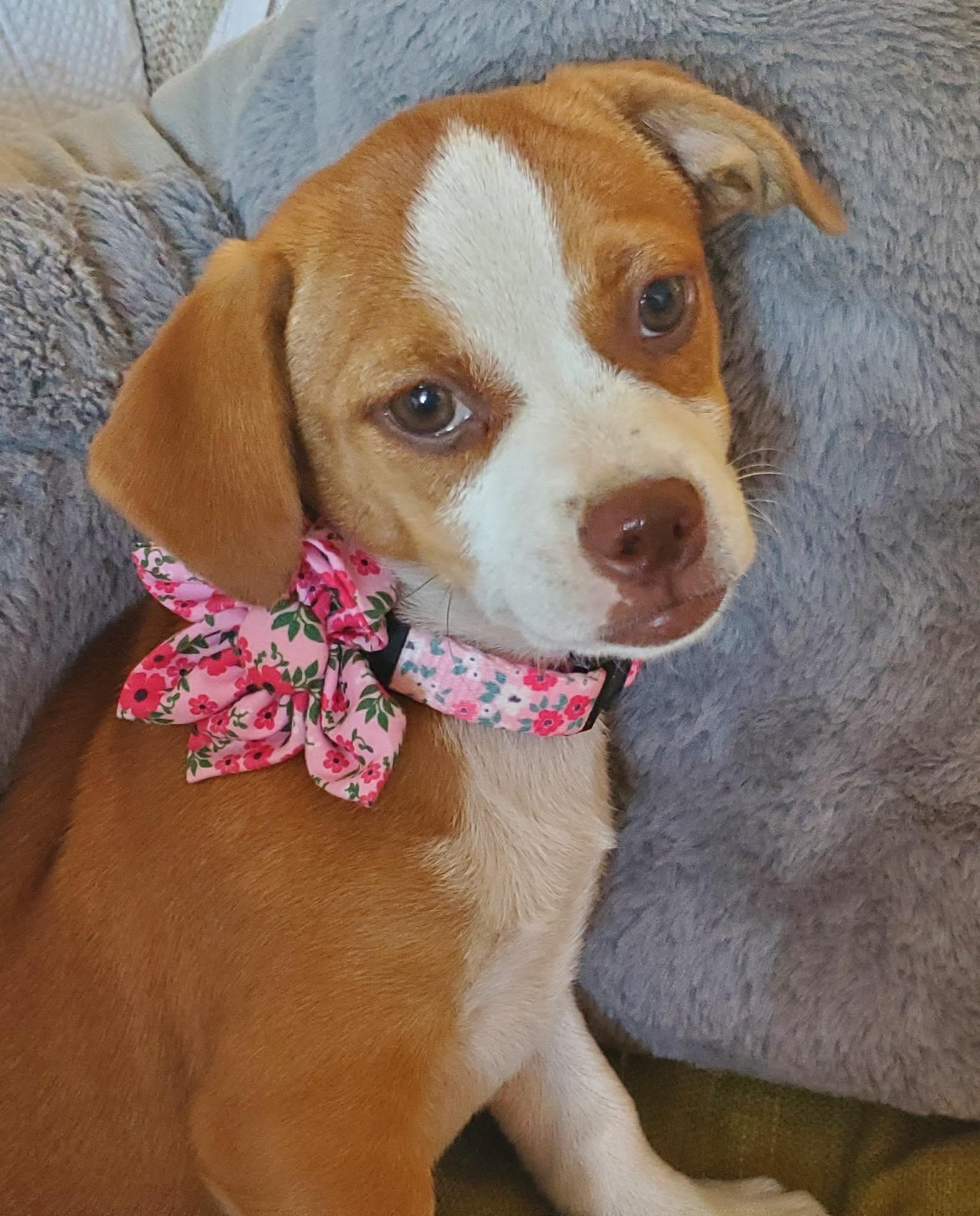 Enlarge Garden girl Petunia, a Adopted mixed breed in Tucson, AZ image 3/3