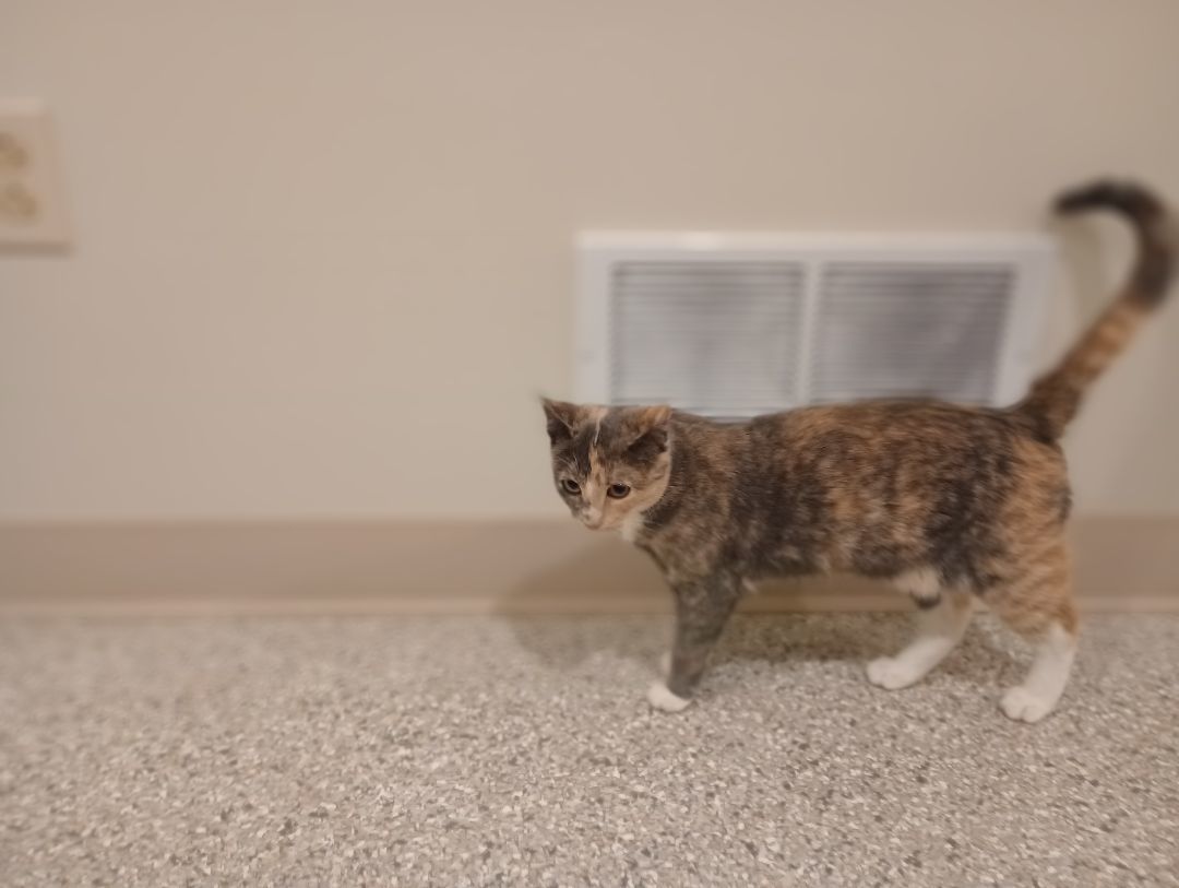 Ash, Adopted, Adult Female Domestic Short Hair.