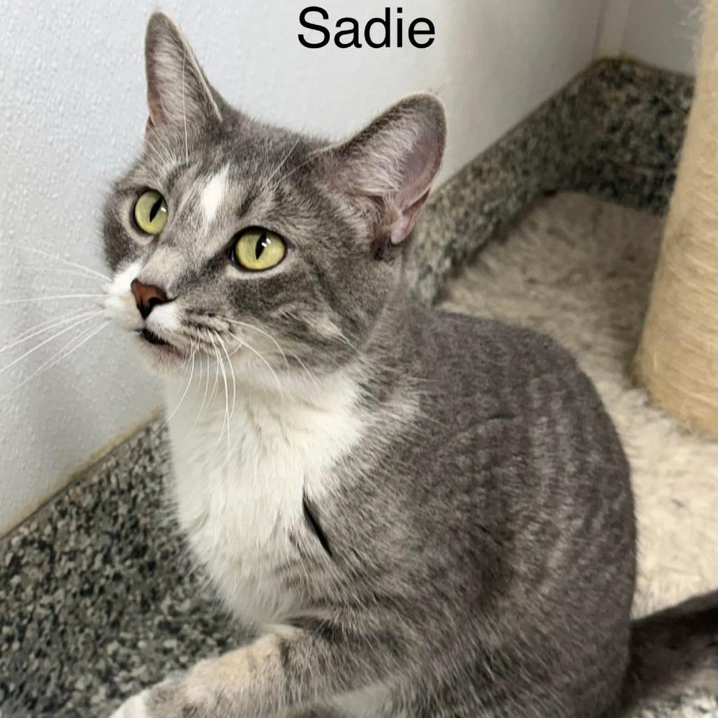 Sadie, Adoptable, Adult Female Domestic Short Hair.