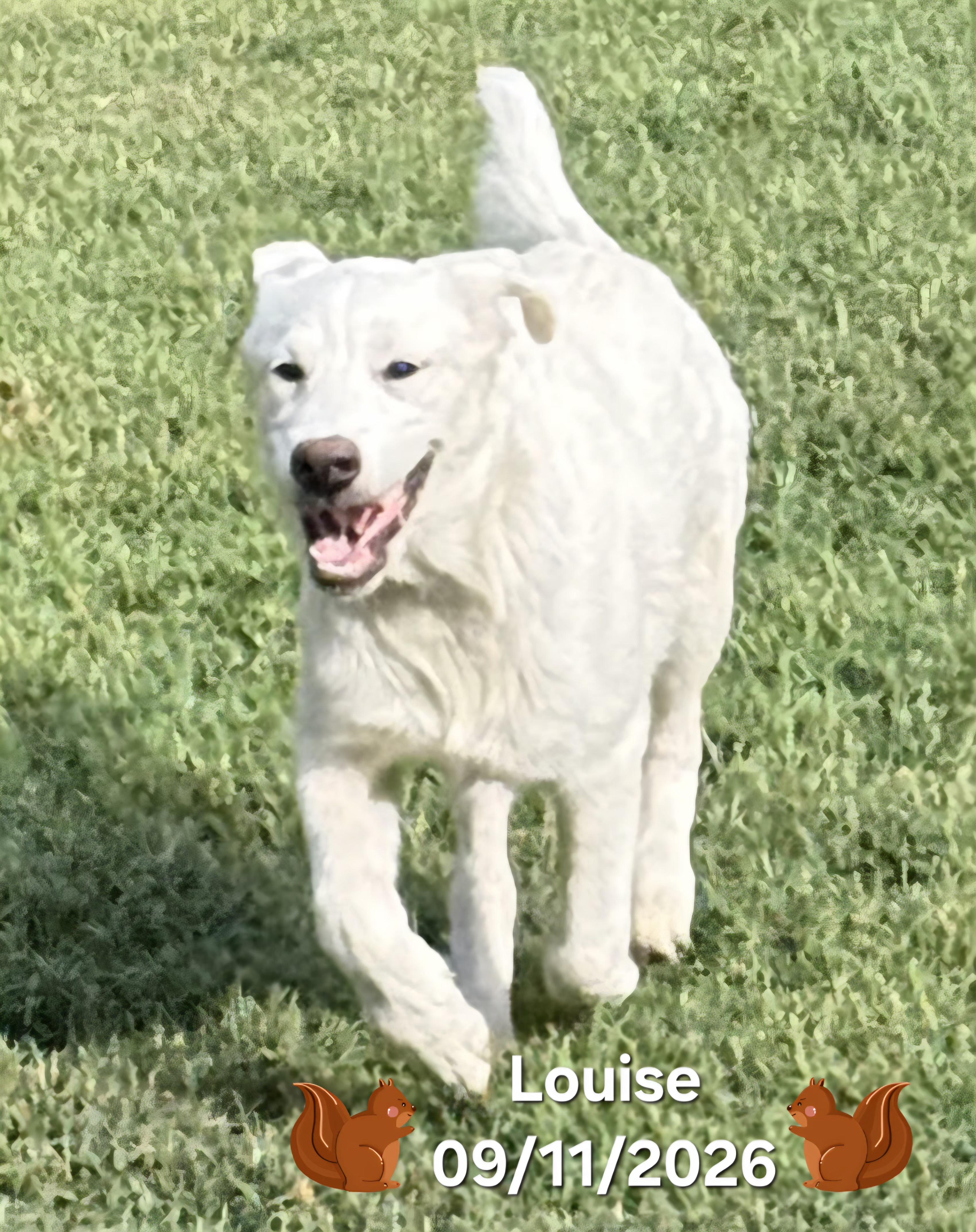 Enlarge Louise, a Adoptable mixed breed in Warren, RI image 2/6