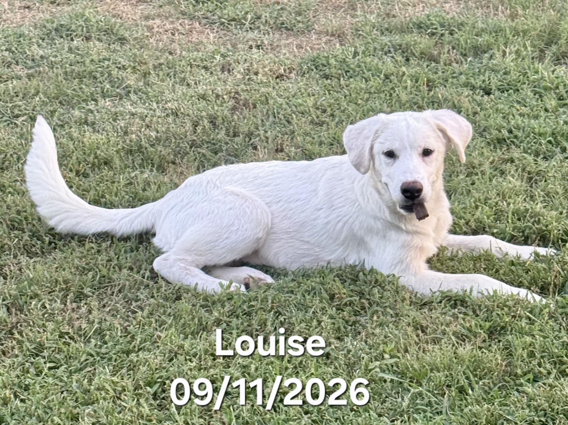 Louise, Adoptable, Puppy Female Great Pyrenees.
