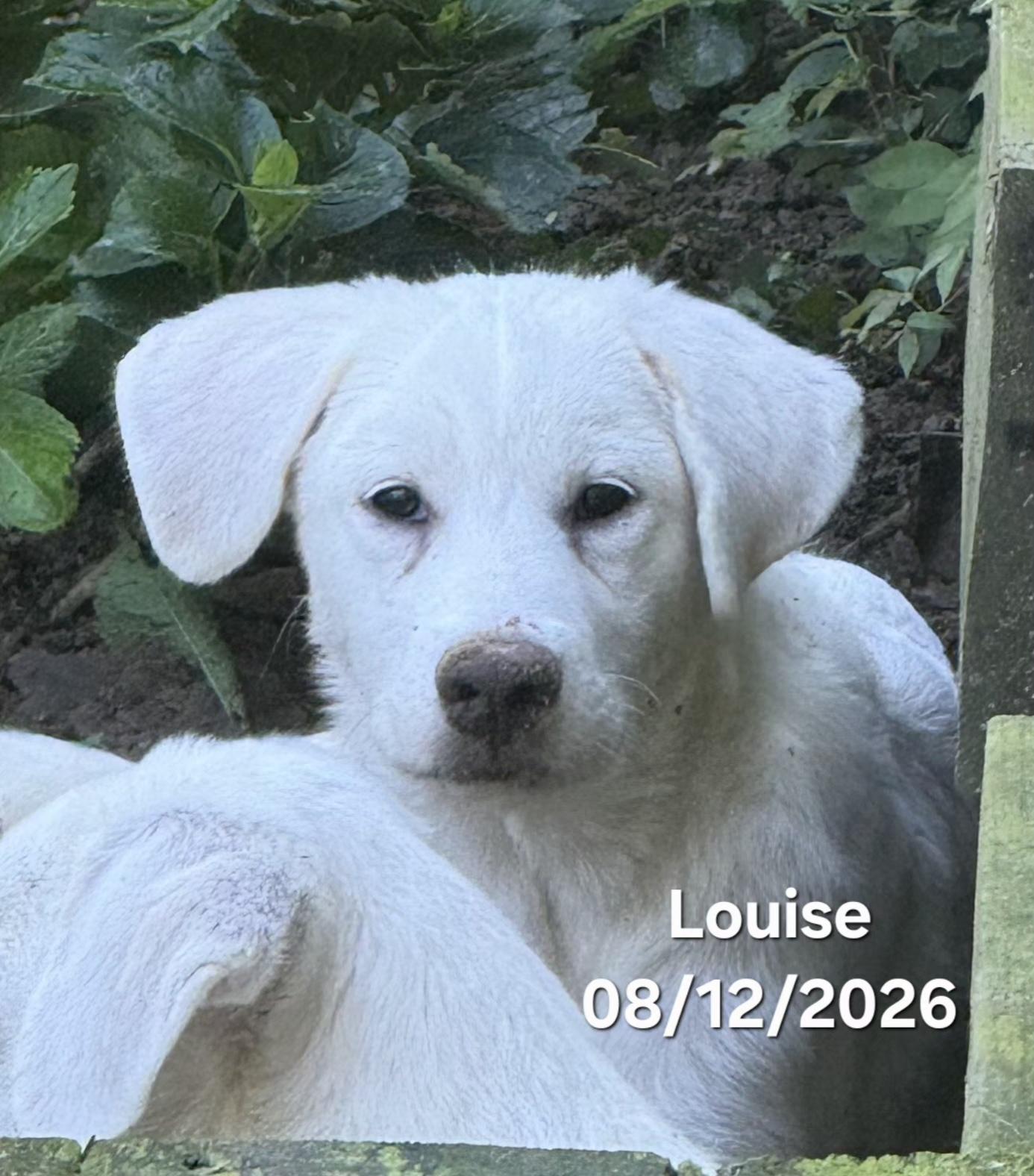 Enlarge Louise, a Adoptable mixed breed in Warren, RI image 5/6