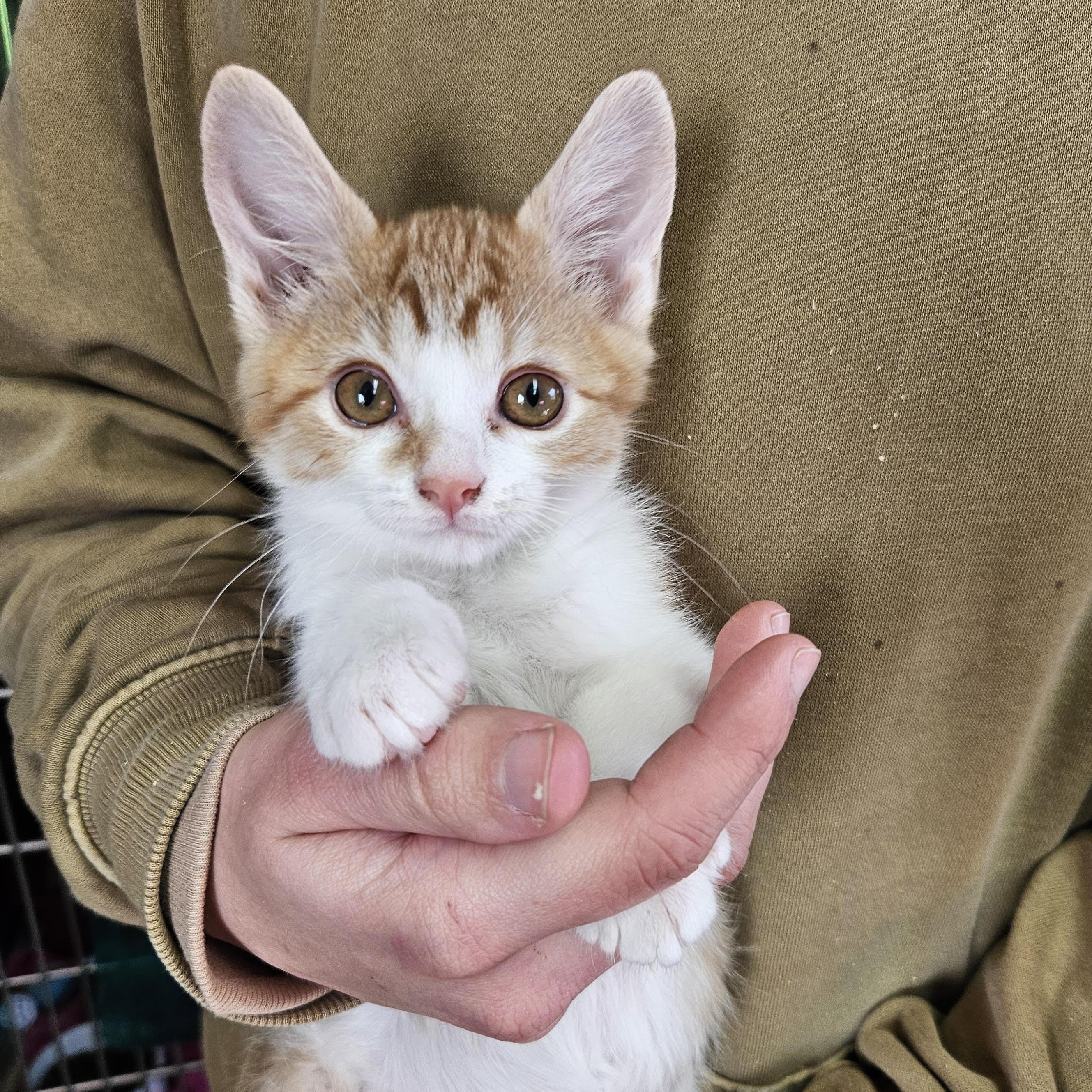 Fido Litter, ADOPTABLE, Young Male Domestic Short Hair.