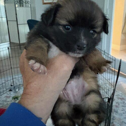 Enlarge Gravy, a Adoptable mixed breed in Langley, BC image 1/2