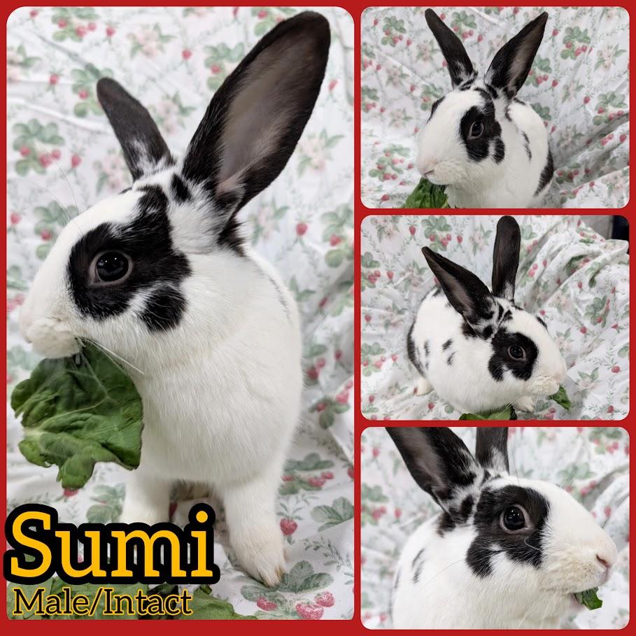 Sumi, a ADOPTABLE mixed breed in Idaho Falls, ID image 4/4