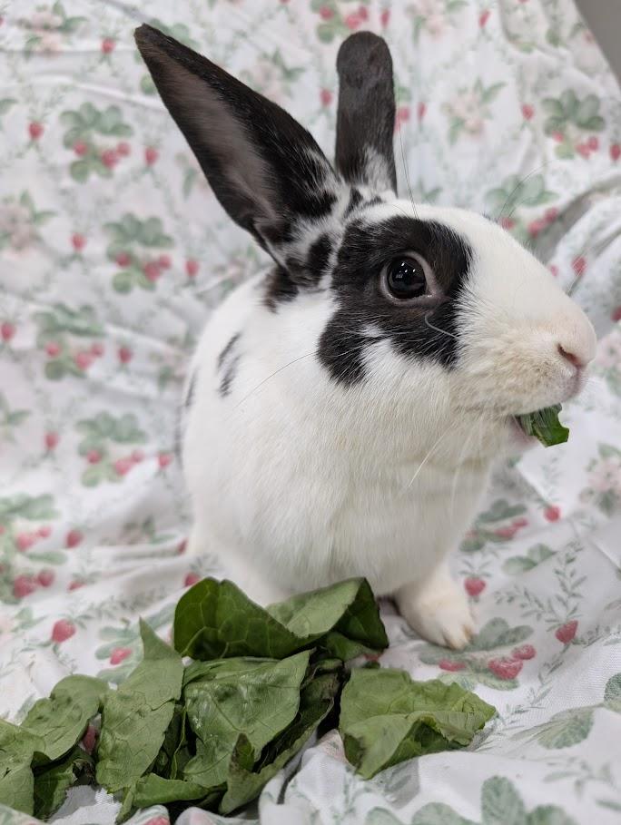 Sumi, a ADOPTABLE mixed breed in Idaho Falls, ID image 3/4