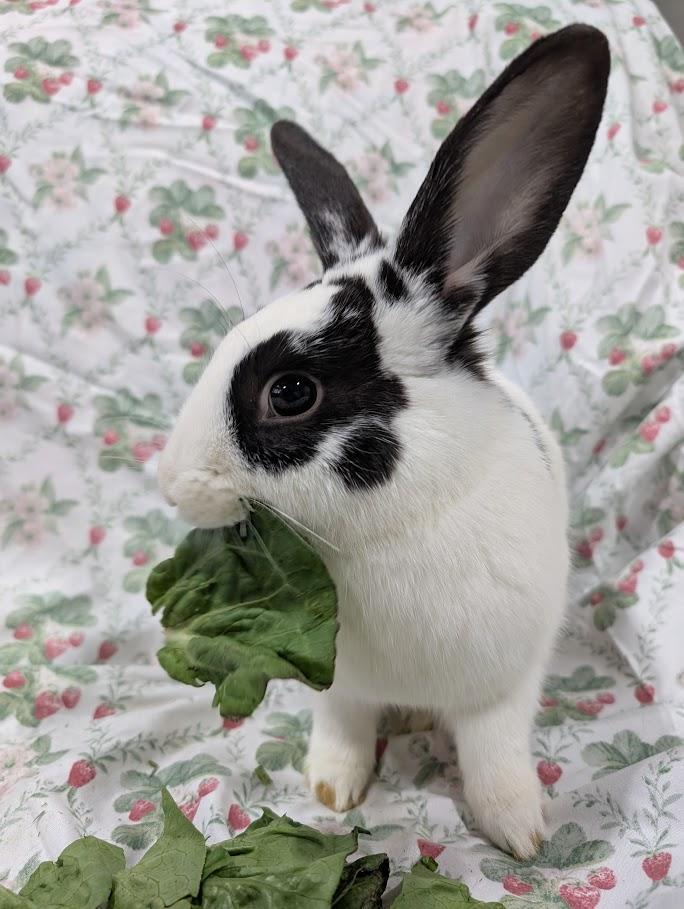 Sumi, ADOPTABLE, Adult Male Bunny Rabbit.