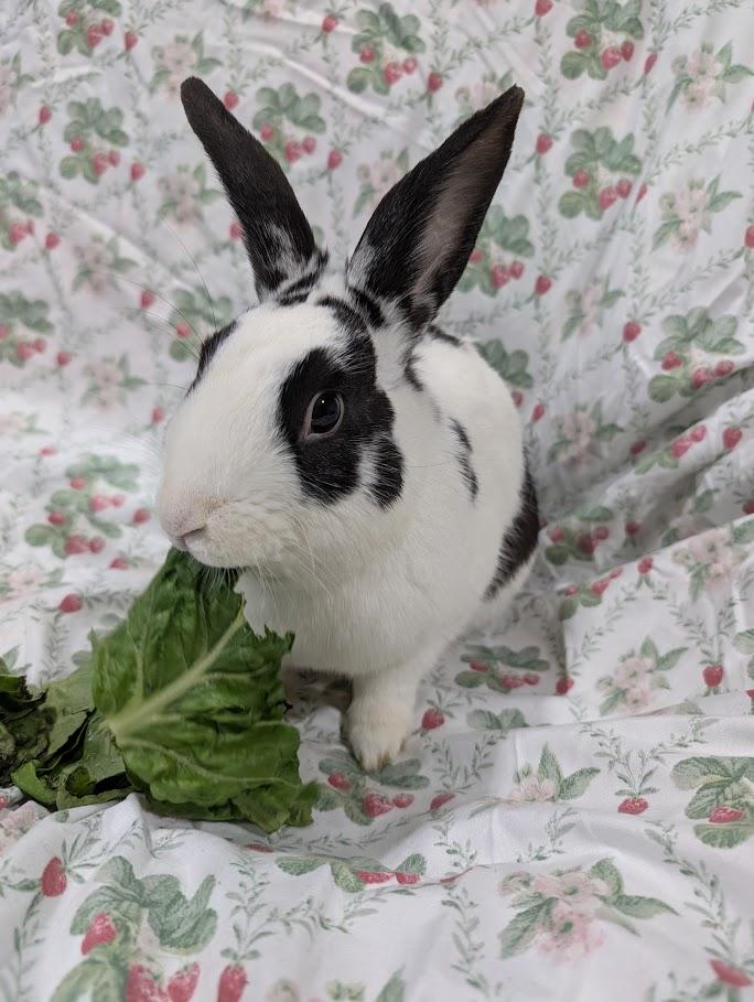 Sumi, a ADOPTABLE mixed breed in Idaho Falls, ID image 2/4