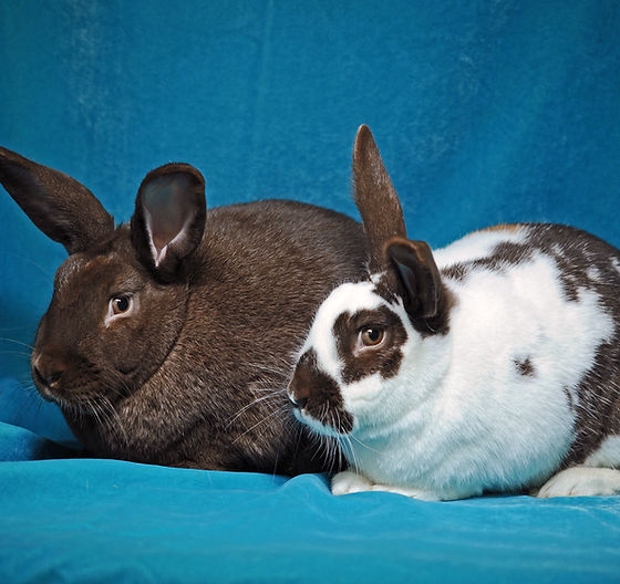 Enlarge S'more with Cocopuff, a Adoptable Bunny Rabbit in Erie, CO image 1/1