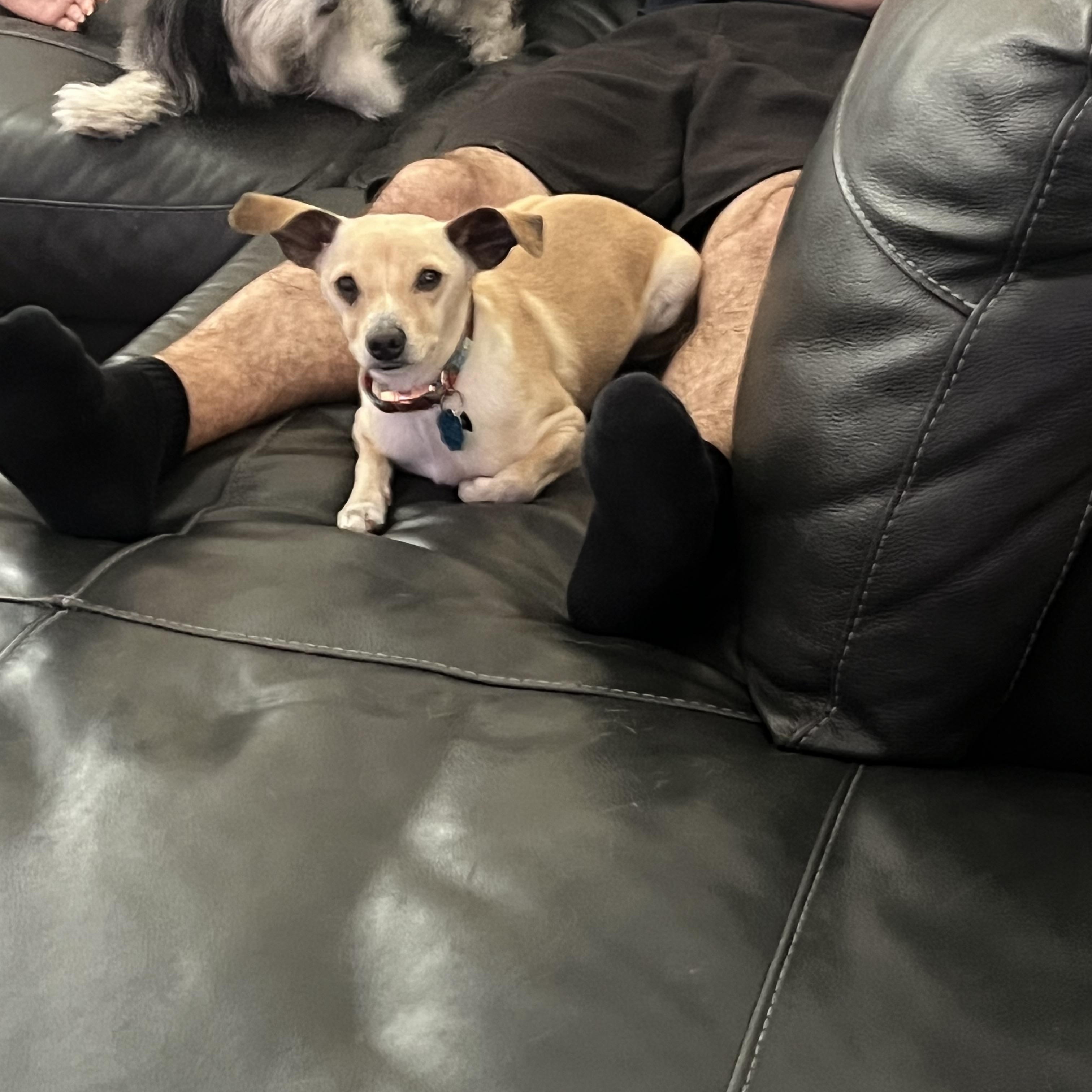 Enlarge BB, an adopted mixed breed in Las Vegas, NV image 1/4