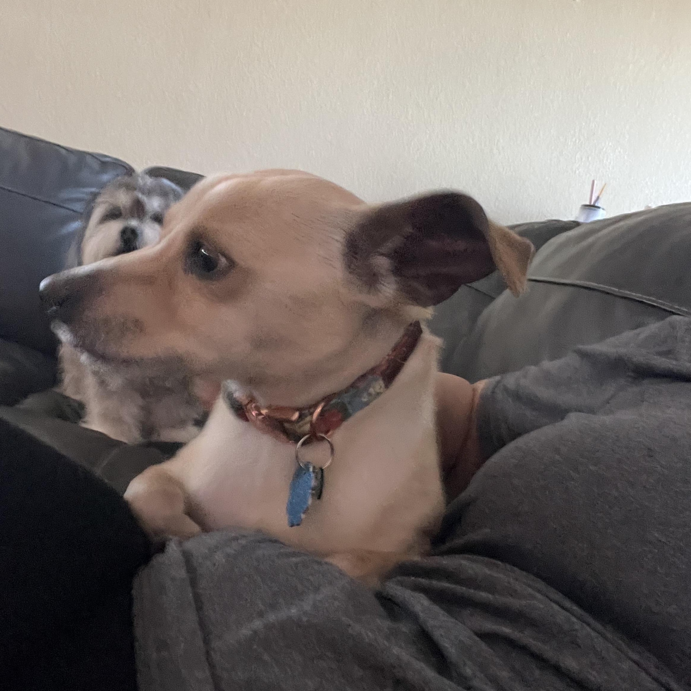 Enlarge BB, an adopted mixed breed in Las Vegas, NV image 2/4