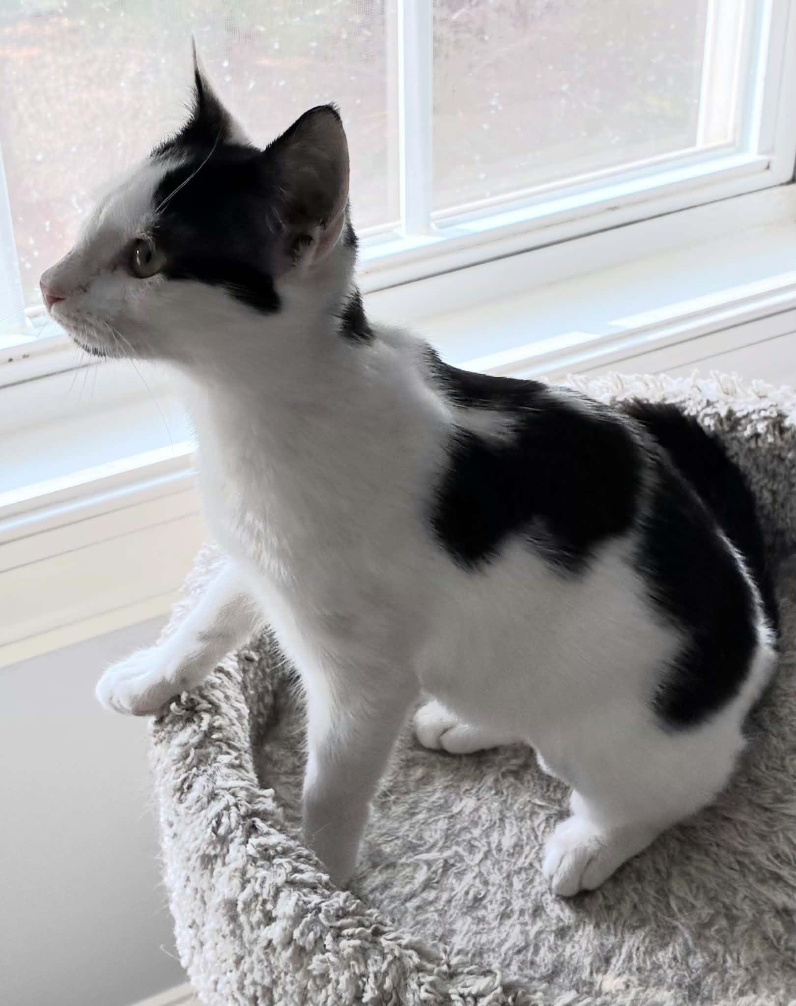 Enlarge Jazzie, a ADOPTABLE Domestic Short Hair in Greenville, NC image 3/4