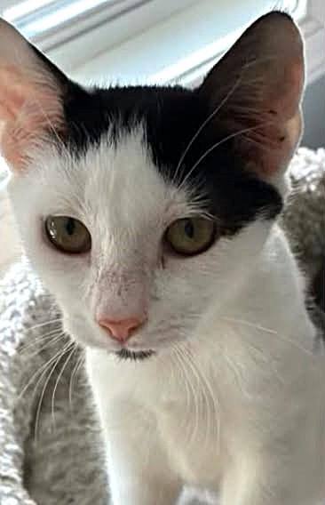 Enlarge Jazzie, a ADOPTABLE Domestic Short Hair in Greenville, NC image 1/4