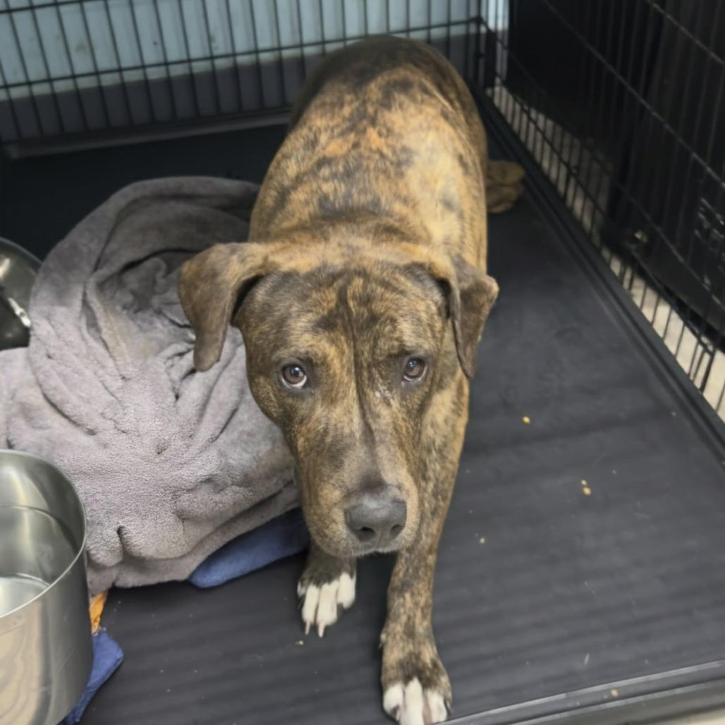 Chaplin, Adoptable, Adult Male Terrier.