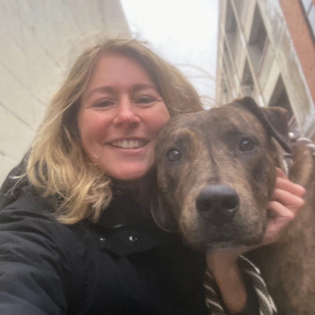 Enlarge Chaplin, a Adoptable Terrier in St. Louis, MO image 2/6