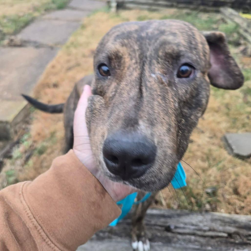 Enlarge Chaplin, a Adoptable Terrier in St. Louis, MO image 3/6