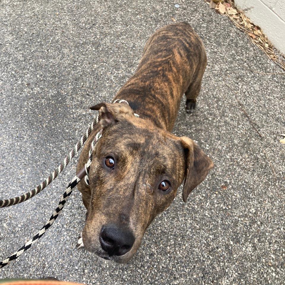 Enlarge Chaplin, a Adoptable Terrier in St. Louis, MO image 4/6