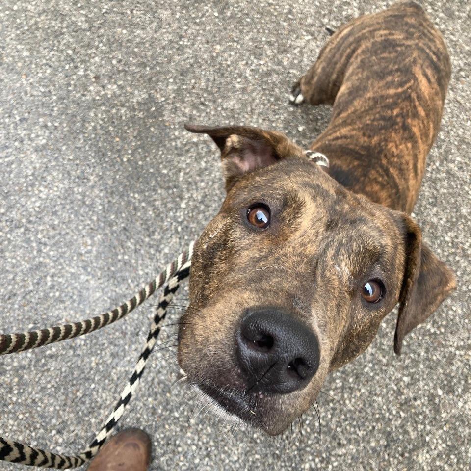 Enlarge Chaplin, a Adoptable Terrier in St. Louis, MO image 5/6