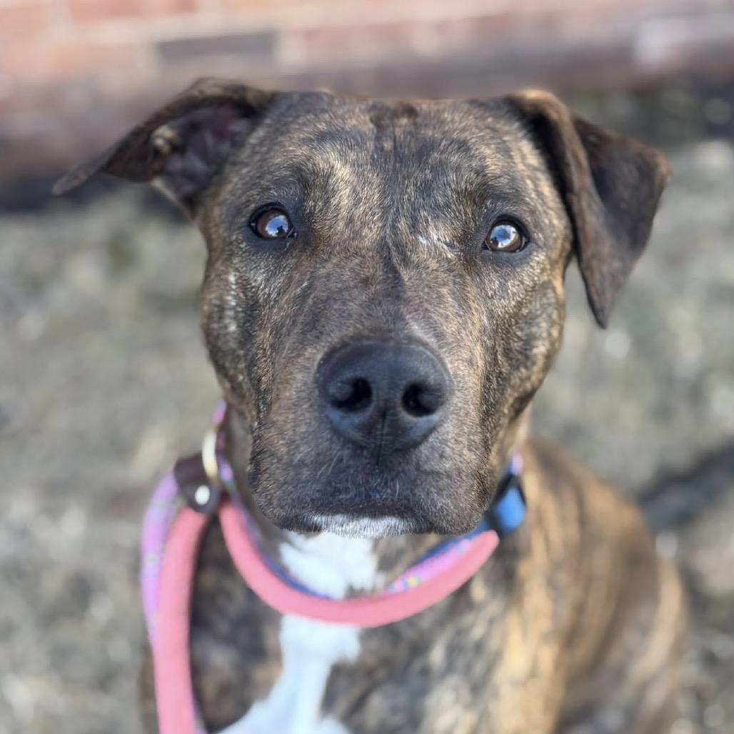 Enlarge Chaplin, a Adoptable Terrier in St. Louis, MO image 6/6