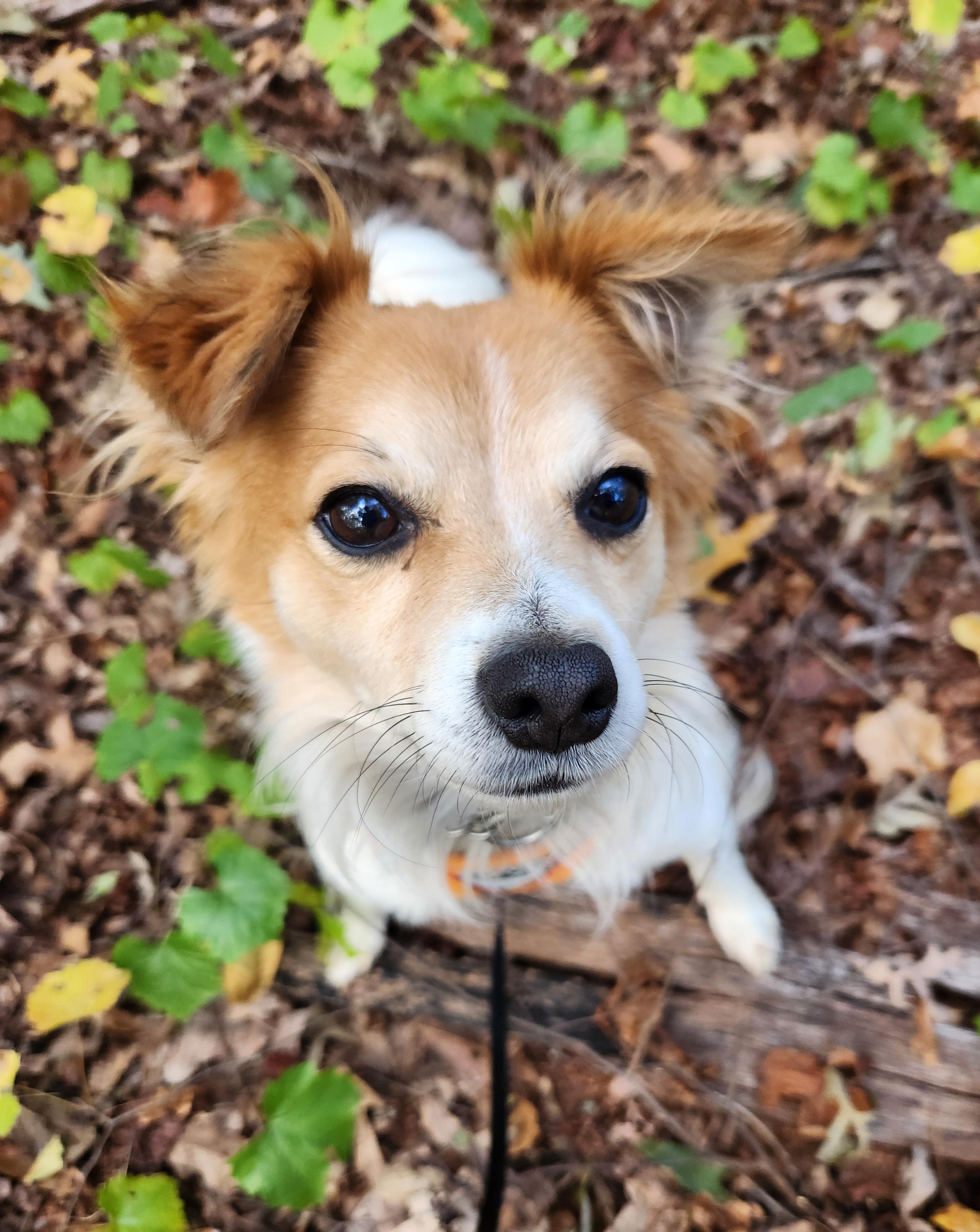 Tic Tac, an adoptable Papillon, Jack Russell Terrier in Pelzer, SC, 29669 | Photo Image 3