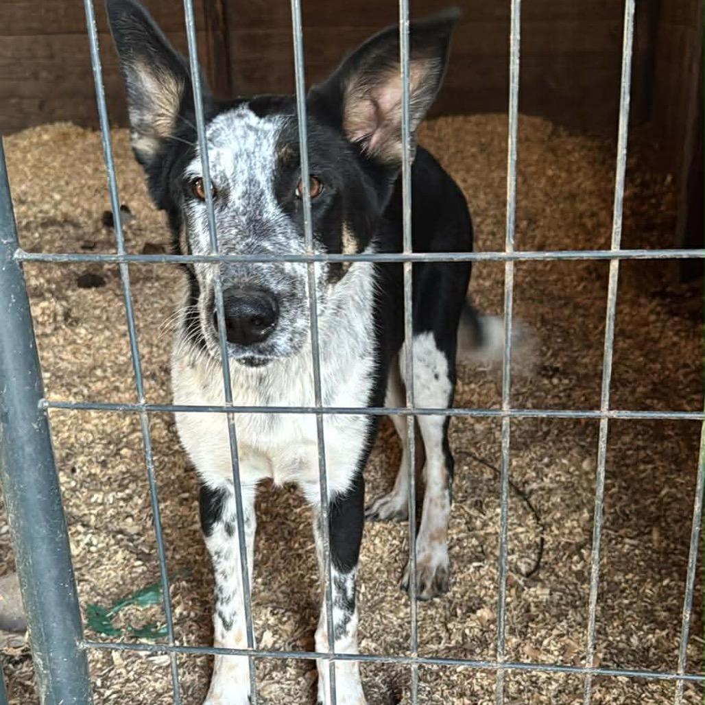 Libby, Adoptable, Young Female Cattle Dog.