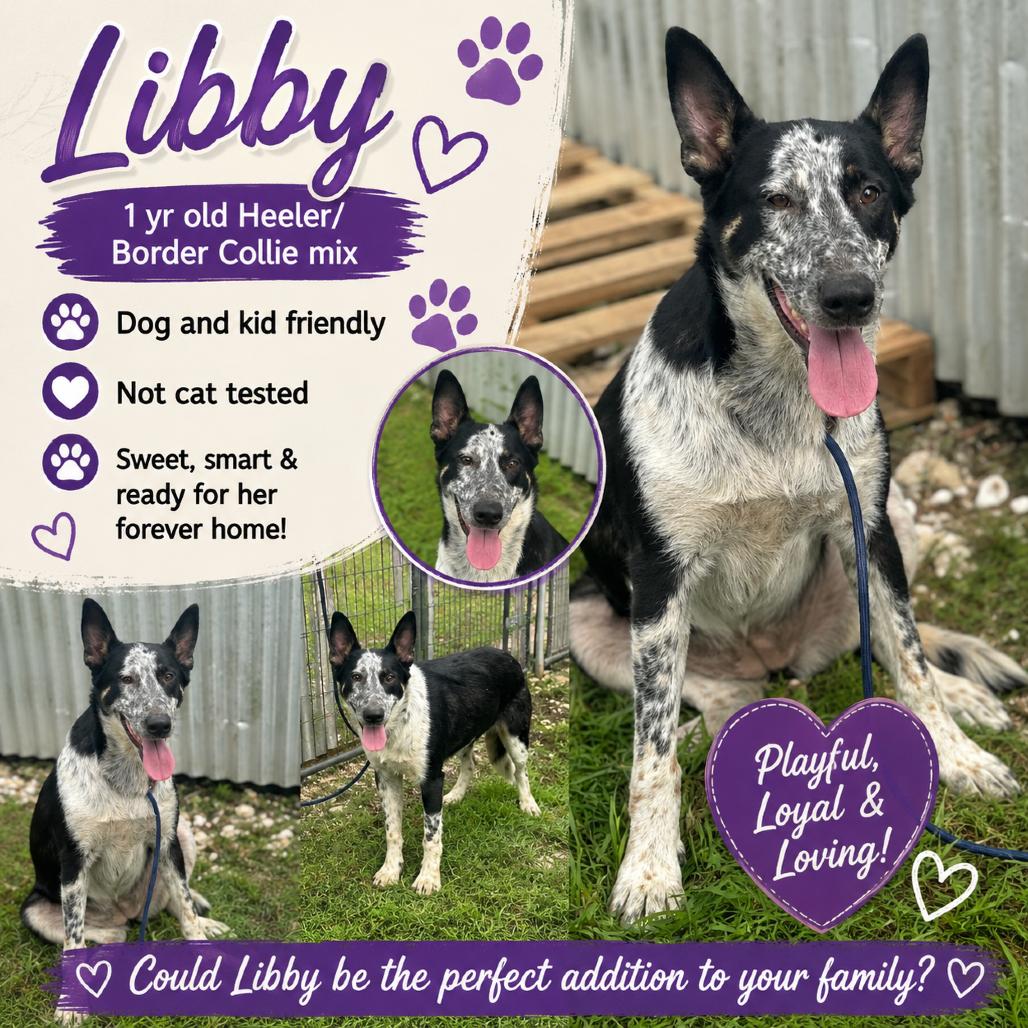 Libby, a Adoptable Cattle Dog in Lincoln, NB image 2/2