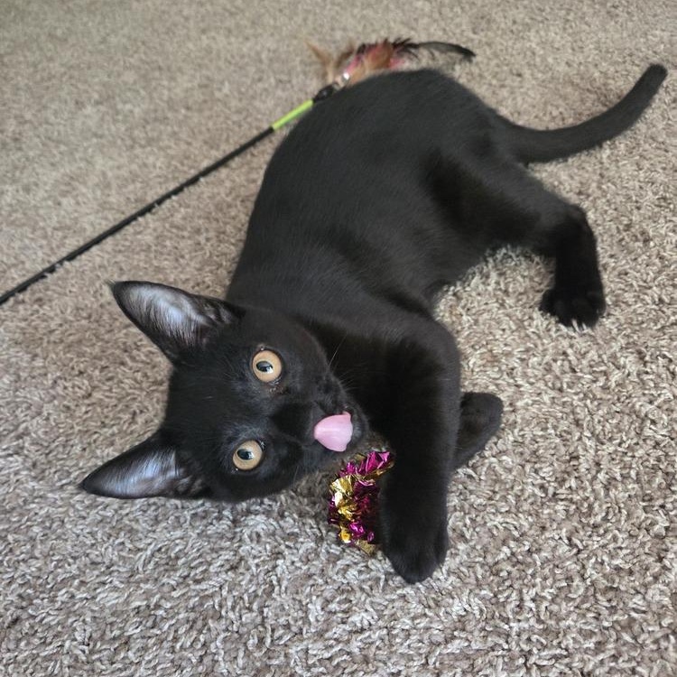 Salvador *UNIQUE NOSE*, an adopted Domestic Short Hair in Brattleboro, VT image 2/5