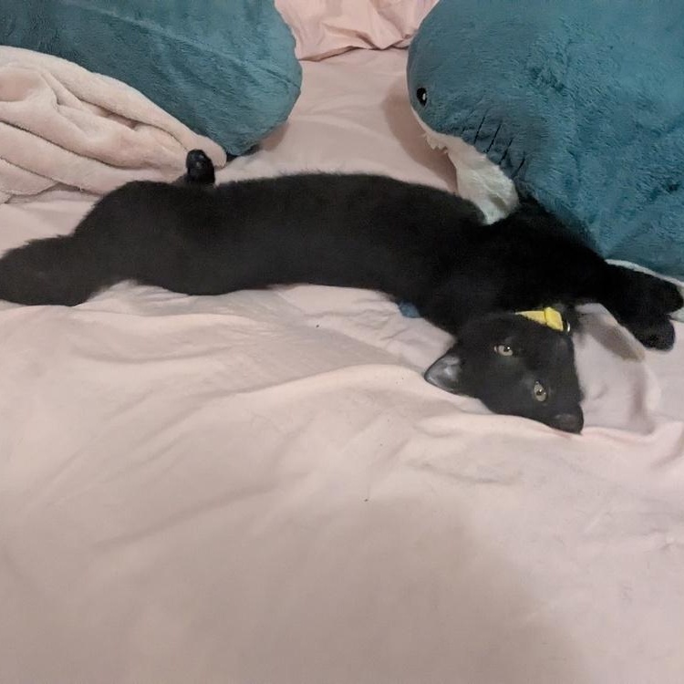 Salvador *UNIQUE NOSE*, an adopted Domestic Short Hair in Brattleboro, VT image 3/5