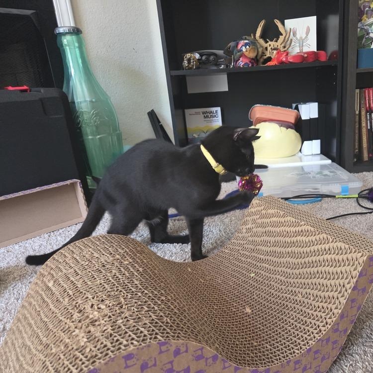 Salvador *UNIQUE NOSE*, an adopted Domestic Short Hair in Brattleboro, VT image 5/5