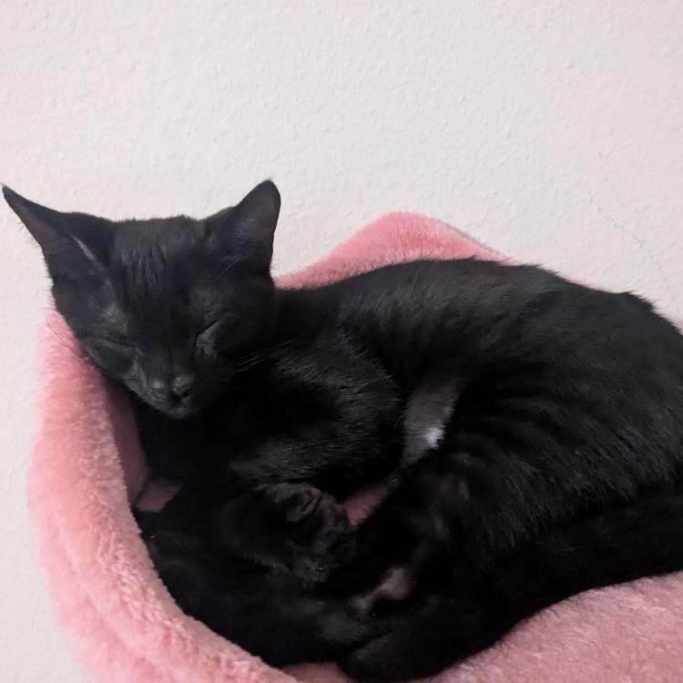 Salvador *UNIQUE NOSE*, adopted, Young Male Domestic Short Hair.