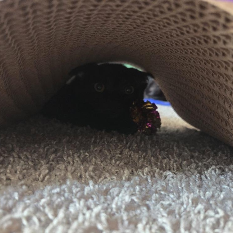 Salvador *UNIQUE NOSE*, an adopted Domestic Short Hair in Brattleboro, VT image 4/5