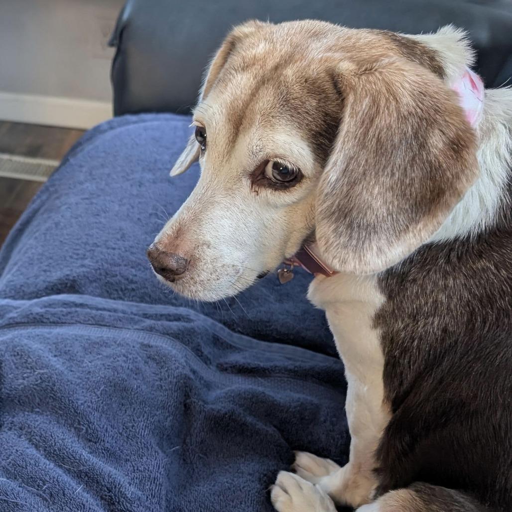 Enlarge Rosette D10435, a Adoptable mixed breed in Princeton, MN image 1/6